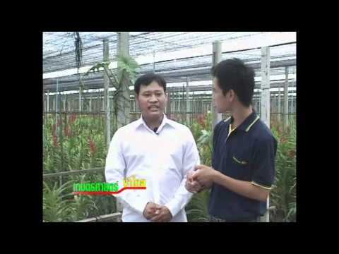 เชื้อราไตรโคเดอร์มาชนิดสด และประสบการณ์การใช้ในกล้วยไม้